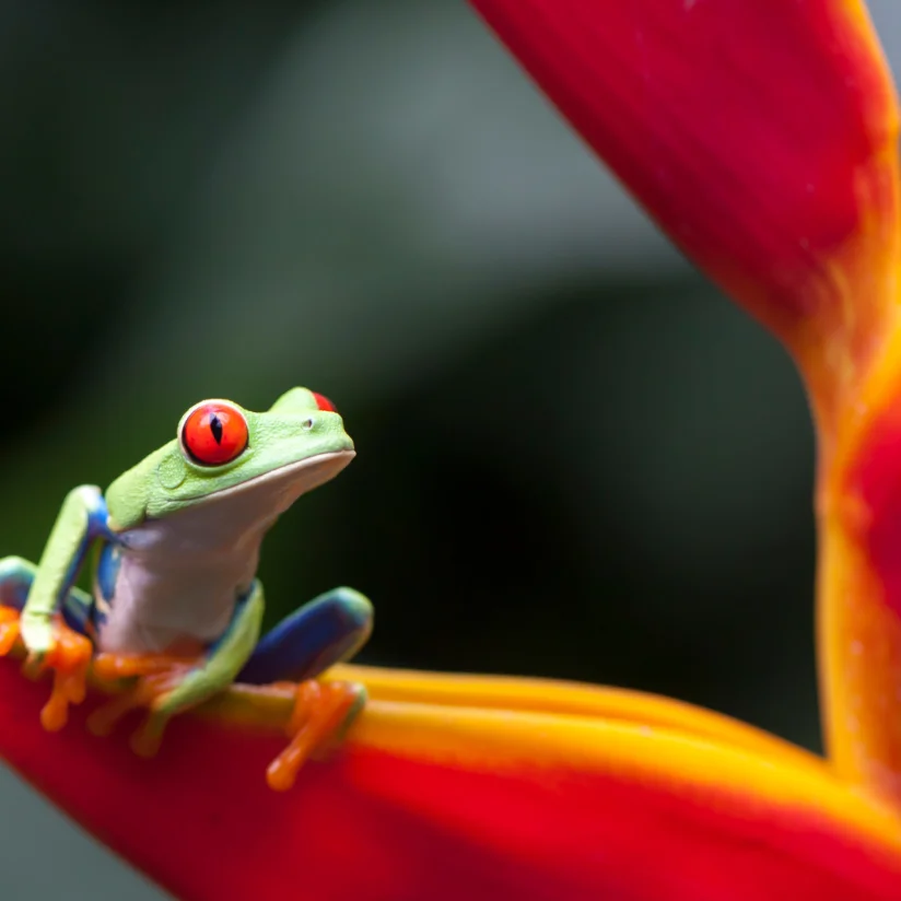 Barra del Colorado, Costa Rica