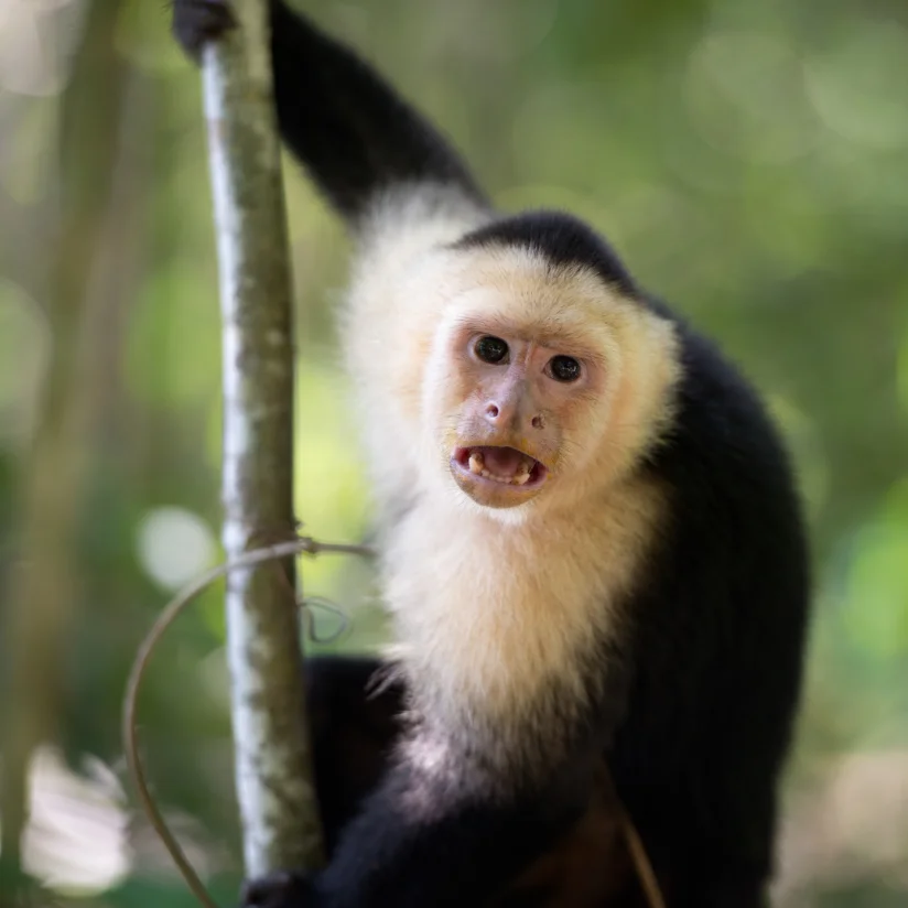 Quepos, Costa Rica