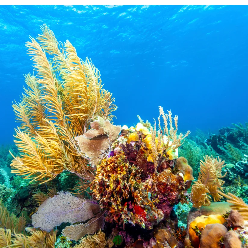 Roatán, Honduras