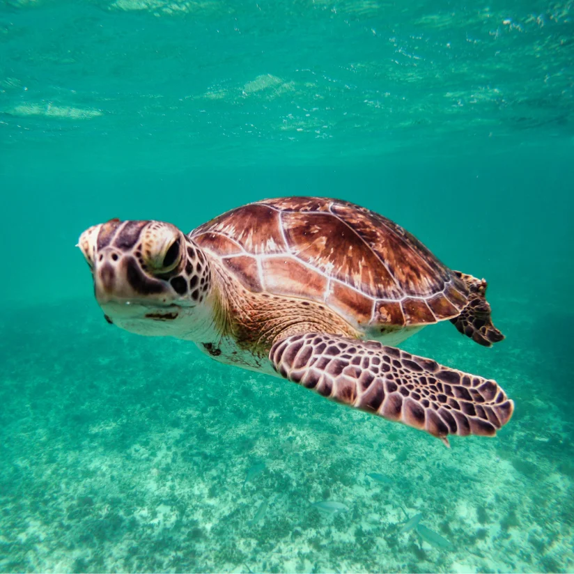 Tortuguero, Costa Rica